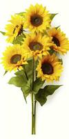 AI generated Sunflowers isolated on white background. AI Generated photo