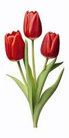 AI generated Red tulips isolated on white background. AI Generated photo