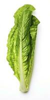 AI generated Lettuce isolated on white background. AI Generated photo