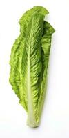 AI generated Lettuce isolated on white background. AI Generated photo