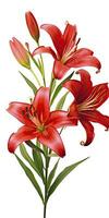 AI generated Red Lilies isolated on white background. AI Generated photo