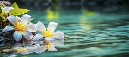 ai generado plumeria flores en verde hoja flotante en agua. un pacífico y sereno escena con un toque de naturaleza y belleza. ai generado foto