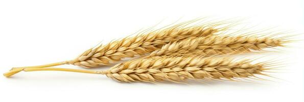 AI generated Wheat ears isolated on white background. AI Generated. photo