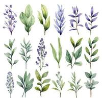 AI generated Collection of watercolor herbs clipart on white background. AI Generated photo