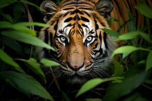 ai generado cerca arriba de un Tigre en el selva, Borneo, Malasia, un Bengala Tigre a hurtadillas acecho sus presa en el denso selva, ai generado foto