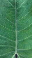 a close up of a large raw leaf with a green center photo