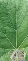 a close up of a green raw leaf leaf photography, leaf,  photography, background, photo