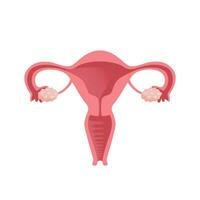 Uterus. Women Health. Female reproductive system, cycle. Human anatomy. Diagram of the location of the organs of the uterus, cervix, ovaries, fallopian tubes. Vector illustration in flat style.