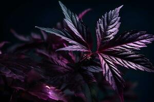 AI generated Purple cannabis leaf on a dark background. Neural network AI generated photo