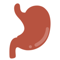 Illustration of stomach organ human png