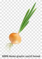 Vector Fresh Whole Yellow Onion Bulb with Green Onions Close up Isolated on White Background. Realistic onion