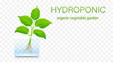 Portable hydroponic aeroponic system for eco-friendly growing of green lettuce, vegetables and herbs. organic vegetable garden vector