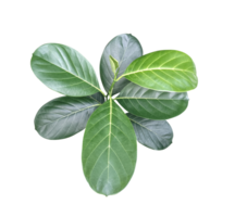 a green jackfruit tree leaf branch on a png transparent background, green raw leaf