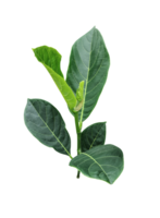 a green jackfruit tree leaf branch on a png transparent background, green raw leaf