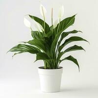 AI generated Peace Lily on a plain white background. AI Generated photo