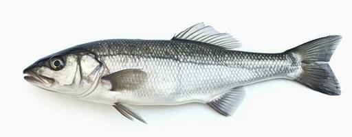 AI generated One fresh sea bass fish isolated on white background. AI Generated. photo