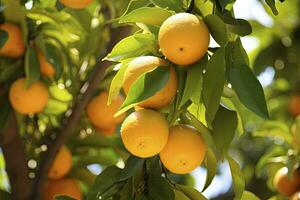 AI generated Orange Fruit on Tree. AI Generated photo