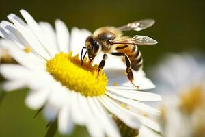 AI generated Bee and flower. Close up of a bee collecting honey on a daisy flower on a sunny day. Generative AI photo