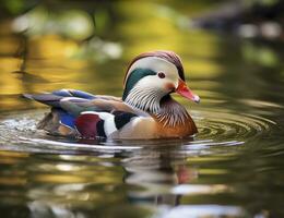 AI generated Closeup of mandarin duck swimming in lake. generative AI. photo