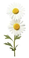 AI generated Common daisy isolated on white background. AI Generated photo