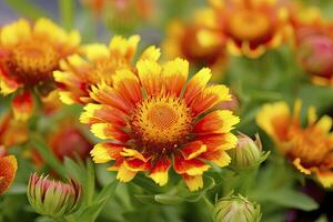 ai generado gaillardia o cobija flor. brillante y vistoso sombras de calentar tonos ai generado foto