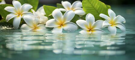 ai generado plumeria flores en verde hoja flotante en agua. un pacífico y sereno escena con un toque de naturaleza y belleza. ai generado foto