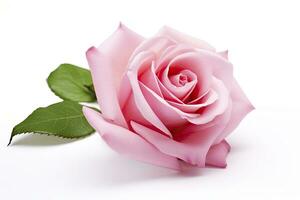 AI generated Pink rose isolated on white background. AI Generated photo