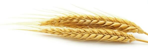 AI generated Wheat ears isolated on white background. AI Generated. photo