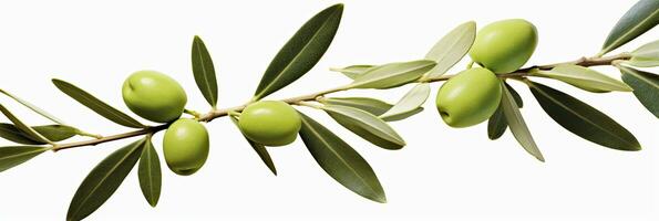 AI generated Olive tree branch, green olives and leaves on white background. AI Generated. photo