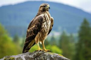 AI generated Hawk sitting on rock looking for prey. AI Generated photo