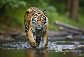 AI generated Amur tiger walking in the water. Dangerous animal.  Animal in a green forest stream. Generative AI photo