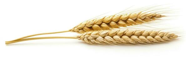 AI generated Wheat ears isolated on white background. AI Generated. photo