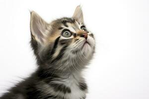 AI generated Playful funny kitten looking up isolated on a white background. AI Generated photo