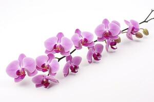 AI generated Pink Orchid isolated on white background. AI Generated photo