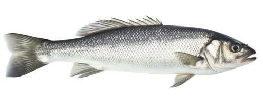 AI generated One fresh sea bass fish isolated on white background. AI Generated. photo