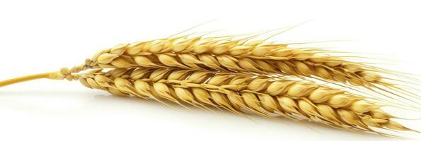 AI generated Wheat ears isolated on white background. AI Generated. photo