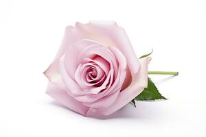 AI generated Pink rose isolated on white background. AI Generated photo