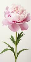 AI generated Peony isolated on white background. AI Generated photo