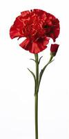 AI generated Red Carnation isolated on white background. AI Generated photo