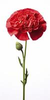 AI generated Red Carnation isolated on white background. AI Generated photo