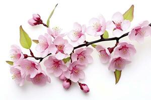 AI generated Sakura flowers isolated on white background. AI Generated photo