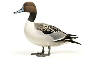 AI generated Northern pintail isolated on white background. AI Generated. photo