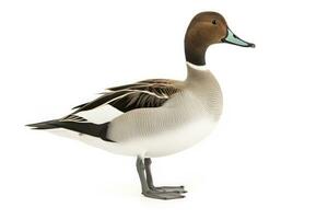 AI generated Northern pintail isolated on white background. AI Generated. photo