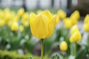 ai generado amarillo tulipán en el jardín. ai generado foto