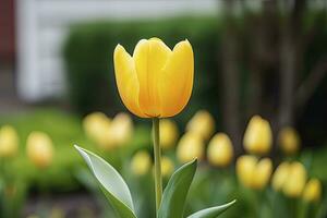 ai generado amarillo tulipán en el jardín. ai generado foto