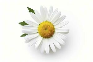 AI generated Common daisy isolated on white background. AI Generated photo