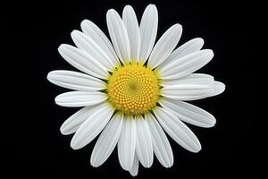 AI generated Common daisy isolated on black background. AI Generated photo