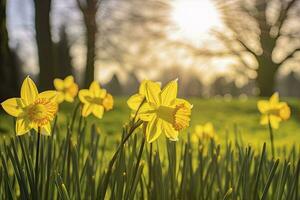 AI generated Daffodils in spring backlit by sun. AI Generated photo