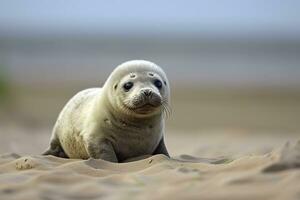 AI generated Harbor seal cub. AI Generated photo