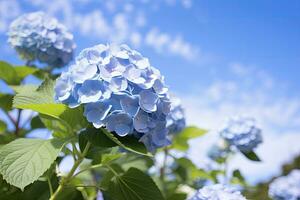 ai generado azul francés hortensia debajo azul cielo. ai generado foto